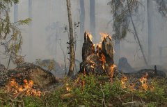 waldbrand Pixanay forest-fire-432877 - web